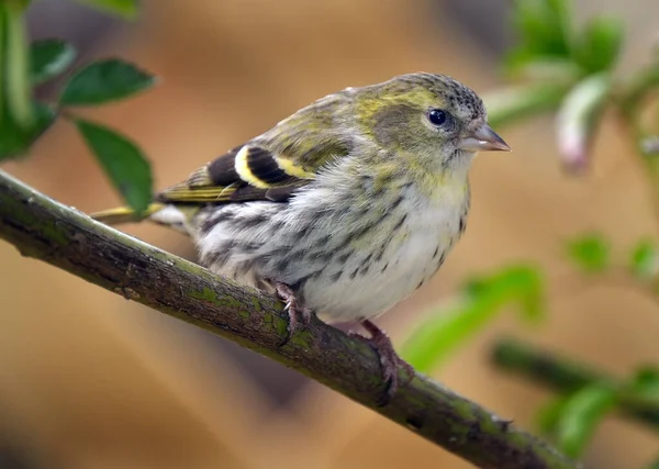 Fringillidae Una Especie Ave Paseriforme Familia Fringillidae También Llama Siskin —  Fotos de Stock