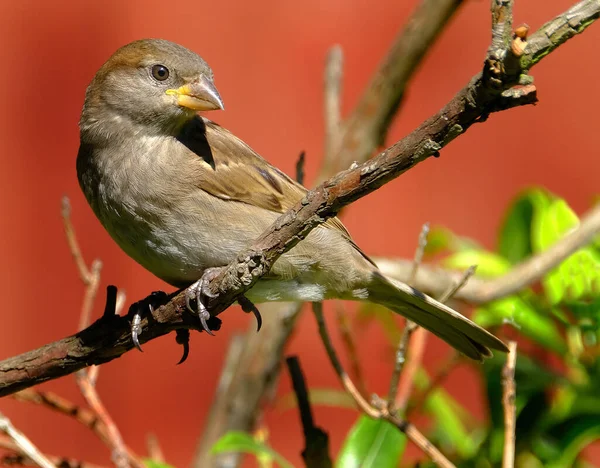 House Sparrow Bird Sparrow Family Passeridae Found Most Parts World — Stock Photo, Image