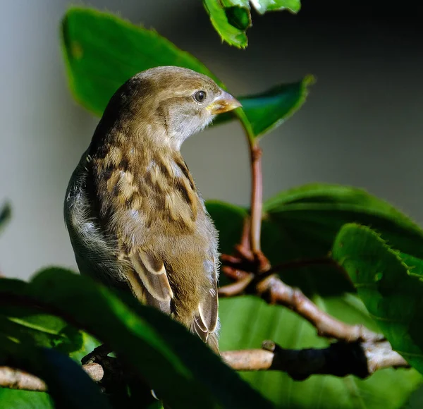 Tree Sparrow Bird Sparrow Family Passeridae Found Most Parts World — Stock Photo, Image