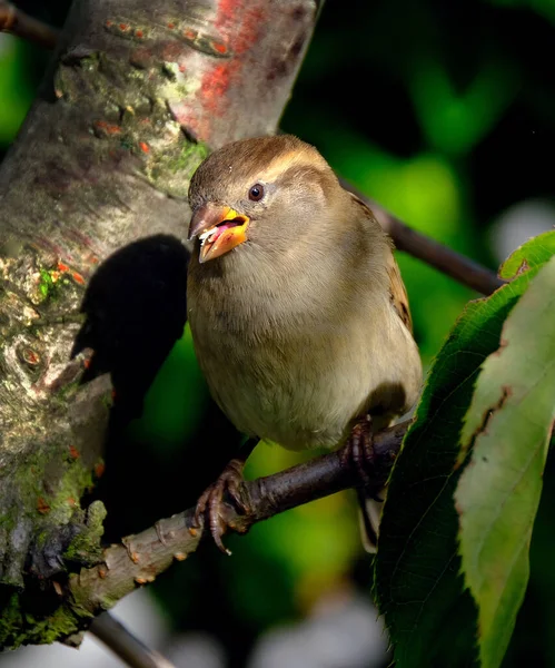 Boommus Passeridae Een Zangvogel Uit Familie Passeridae Mussen Het Een — Stockfoto