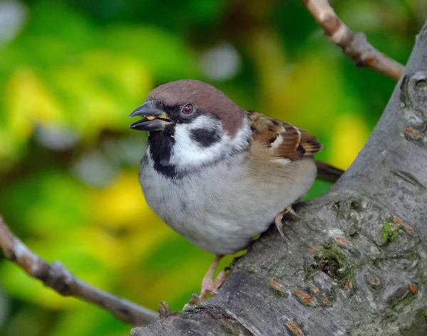 The tree sparrow is a bird of the sparrow family Passeridae, found in most parts of the world. It is a small bird that has a typical length of 16 cm and a mass of 2439.5 g.