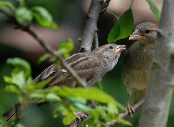 Tree Sparrow Bird Sparrow Family Passeridae Found Most Parts World — Stock Photo, Image