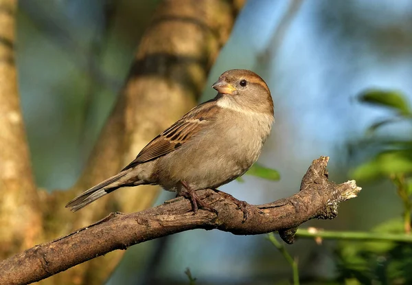 House Sparrow Bird Sparrow Family Passeridae Found Most Parts World — Stock Photo, Image