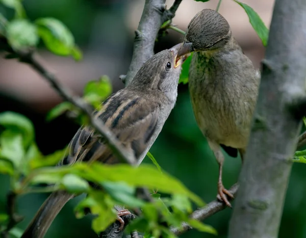 Tree Sparrow Bird Sparrow Family Passeridae Found Most Parts World — Stock Photo, Image