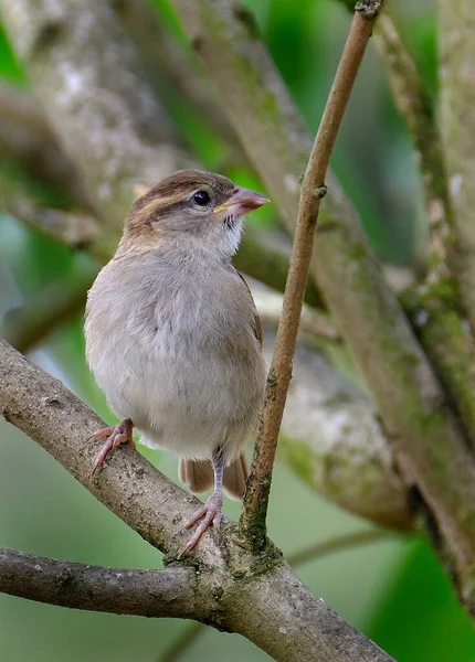 Boommus Passeridae Een Zangvogel Uit Familie Passeridae Mussen Het Een — Stockfoto