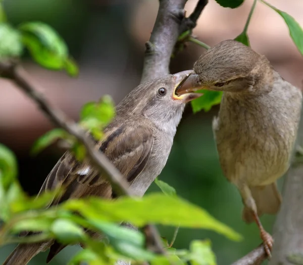 Tree Sparrow Bird Sparrow Family Passeridae Found Most Parts World — Stock Photo, Image