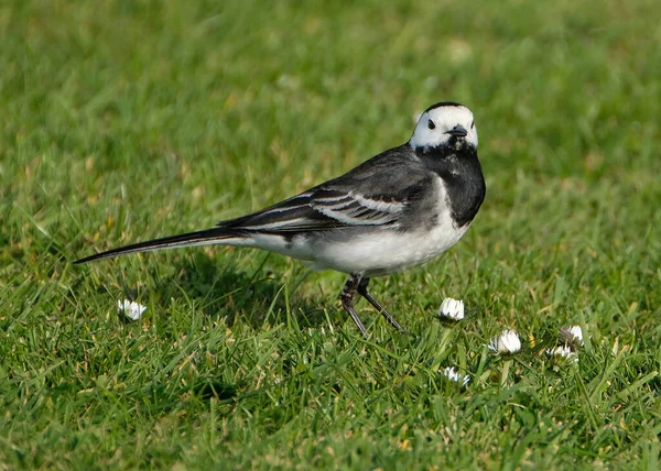 Den Vita Vagnsstjärten Liten Förbipasserande Fågel Familjen Motacillidae Som Även — Stockfoto