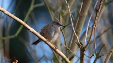 Dunnock, Orta Avrupa 'da ve Asya Rusya' da bulunan küçük bir kuş türüdür. Dunnocks, Yeni Zelanda 'ya da başarıyla sokulmuştur.,