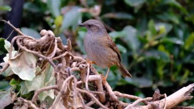 Dunnock, Orta Avrupa 'da ve Asya Rusya' da bulunan küçük bir kuş türüdür. Dunnocks, Yeni Zelanda 'ya da başarıyla sokulmuştur.