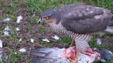 Avrasya atmacası ya da kısaca Atmaca, atmacagiller (Accipitridae) familyasından yırtıcı bir kuş türü. Bu vahşi güvercin avı olan bir dişi..