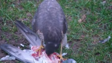 Avrasya atmacası ya da kısaca Atmaca, atmacagiller (Accipitridae) familyasından yırtıcı bir kuş türü. Bu vahşi güvercin avı olan bir dişi..