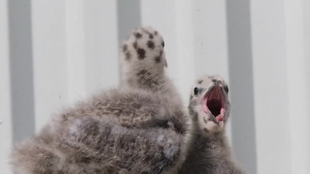 Par Herring Gull Pintos Criados Telhado Cozinha Casa Pública Balneário — Vídeo de Stock