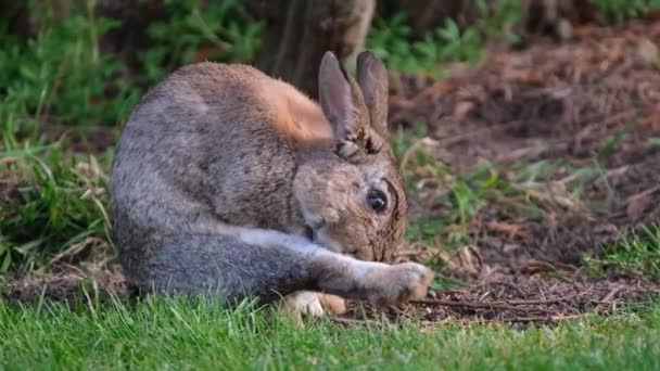 都会の芝生で大人の野生のウサギの洗濯 — ストック動画