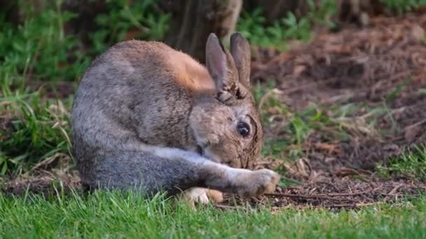 Lessivage Des Lapins Sauvages Adultes Sur Les Pelouses Urbaines — Video