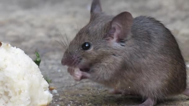 Házi Egér Egy Kis Emlős Rend Rodentia Jellemzően Amelynek Hegyes — Stock videók