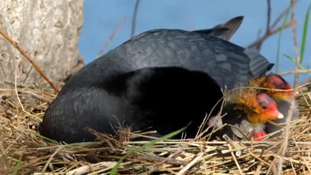 Bei Blässhühnern Handelt Sich Mittelgroße Wasservögel Die Zur Familie Der — Stockvideo