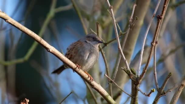 Dunnock Mały Przechodzień Czyli Ptak Okoniokształtny Spotykany Umiarkowanej Europie Azji — Wideo stockowe