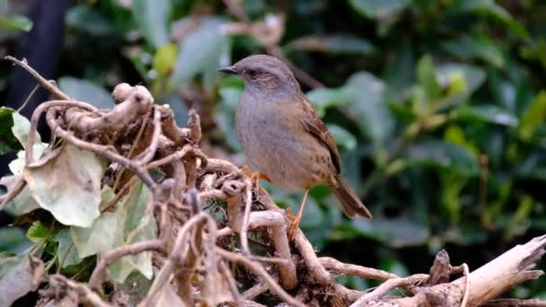 Dunnock Mały Przechodzień Czyli Ptak Okoniokształtny Spotykany Umiarkowanej Europie Azji — Wideo stockowe