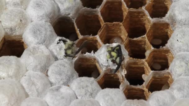 Wasp 是蚂蚁 黄蜂和锯蝇 膜翅目 中任何一种狭窄的被放弃的昆虫 它们既不是蜜蜂 也不是蚂蚁 其中一些可以叮食昆虫 — 图库视频影像