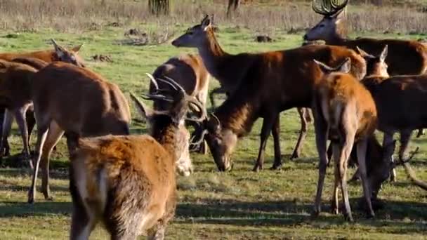 Der Rothirsch Cervus Elaphus Ist Eine Der Größten Hirscharten Der — Stockvideo