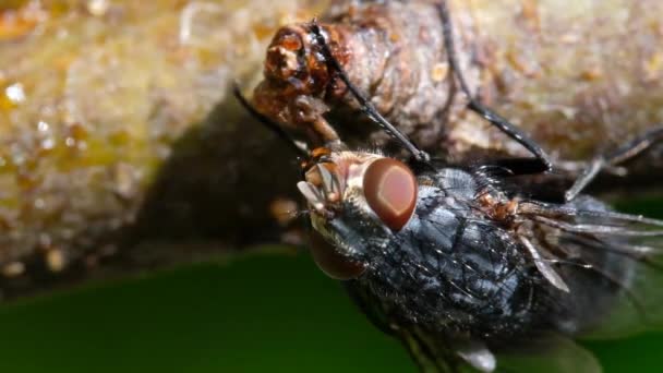 ハウスフライ Housefly サブオーダー シクロラプハのフライである おそらく中東では 中世に進化したと考えられており 人類の共同体として世界中に広がっています — ストック動画