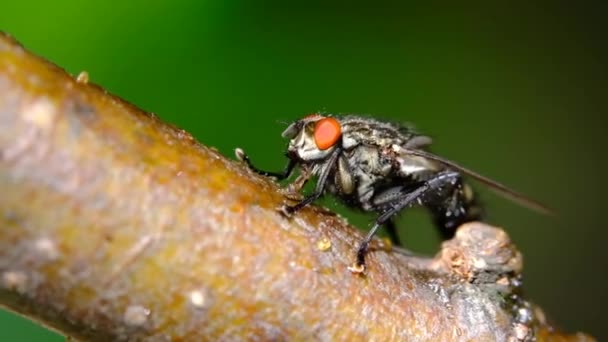 Housefly Fly Suborder Cyclorrhapha Believed Have Evolved Cenozoic Era Possibly — Stock Video