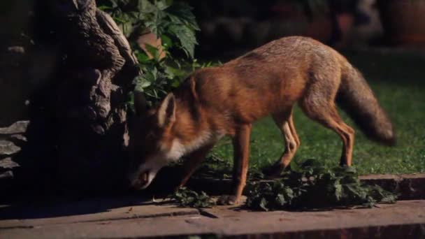 狐狸是小型到中型的 杂食性的哺乳动物 属于犬科的几个属 晚上在一座城市的花园里 — 图库视频影像
