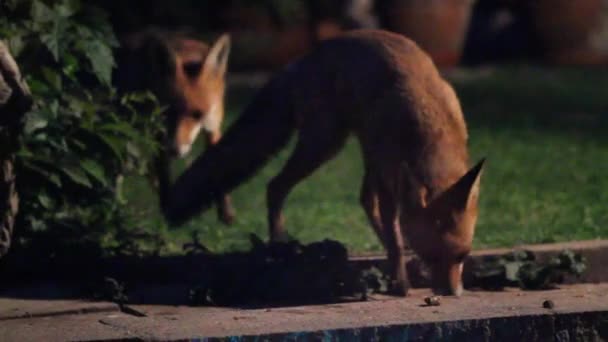 Les renards sont des mammifères omnivores de petite à moyenne taille appartenant à plusieurs genres de la famille des Canidés. Dans un jardin urbain la nuit.