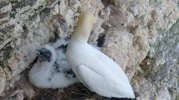 Gannets นนกทะเลท ประกอบด วยสก Morus ในครอบคร Sulidae ยวข องอย างใกล — วีดีโอสต็อก