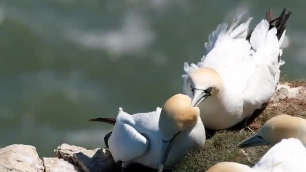 Gannets Ptaki Morskie Rodzaju Morus Rodziny Sulidae Blisko Spokrewnione Cycuszkami — Wideo stockowe