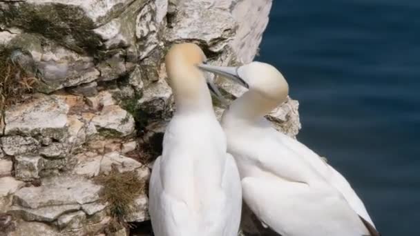 Gannets Ptaki Morskie Rodzaju Morus Rodziny Sulidae Blisko Spokrewnione Cycuszkami — Wideo stockowe