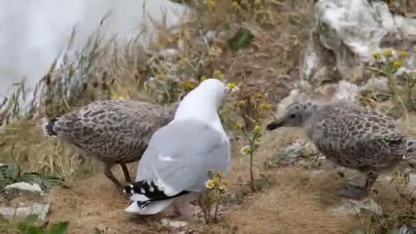 Die Europäische Heringsmöwe Ist Eine Große Möwe Die Bis Lang — Stockvideo