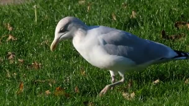 European Herring Gull Large Gull Long One Best Known All — Stock Video