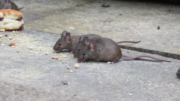 Die Hausmaus Ist Ein Kleines Säugetier Der Ordnung Rodentia Das — Stockvideo