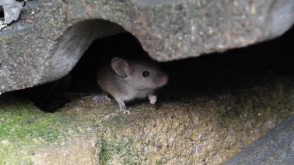 Ratón Casa Pequeño Mamífero Del Orden Rodentia Característicamente Con Hocico — Vídeos de Stock