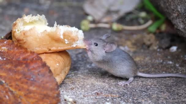 Domácí Myš Malý Savec Řádu Rodentia Typicky Špičatým Čenichem Velkýma — Stock video