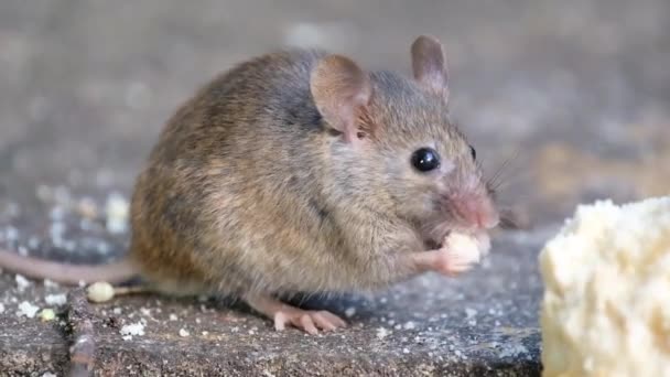家鼠是啮齿类动物中的小哺乳动物 具有尖鼻孔 大圆形耳朵和长毛尾巴的特征 牠们是Mus属中最丰富的物种之一 城市家庭花园的食物 — 图库视频影像