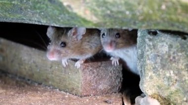 Ev faresi, sivri burunlu, büyük yuvarlak kulaklı ve uzun ve kıllı kuyruklu kemirgen türünden küçük bir memeli türüdür. Mus cinsinin en bol bulunan türlerinden biridir. Kentsel ev bahçesinde besleniyor.