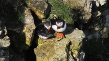 Puffinler, üreme mevsiminde parlak renkli gagalı kuş cinsi Fratercula 'nın üç küçük alcidinden biridir. Bunlar daha çok suya dalarak beslenen pelajik deniz kuşlarıdır. Üreme çifti, İngiltere.