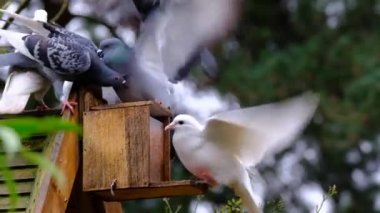 Vahşi güvercinler (Columba livia domestica), şehir güvercinleri, şehir güvercinleri veya sokak güvercinleri olarak da bilinir..
