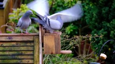 Vahşi güvercinler (Columba livia domestica), şehir güvercinleri, şehir güvercinleri veya sokak güvercinleri olarak da bilinir..