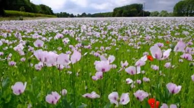 Afyon bazlı ilaçların kontrollü üretimi için ekilmiş tıbbi haşhaş tarlası.