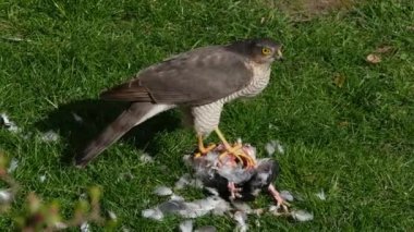 Dişi Atmaca, şehir bahçesinde yaban güvercini avını parçalara ayırıyor..