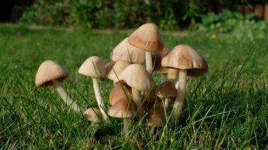 Şehir evindeki zehirli mantar yığını çimenlik..