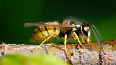 Ağaç dalında kelebekler için tasarlanmış şeker solüsyonundan beslenen yetişkin eşekarısı.