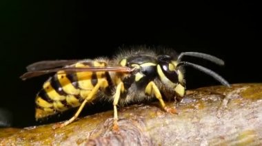 Ağaç dalındaki şeker solüsyonundan beslenen yetişkin eşekarısı kelebekler için tasarlanmış ağaç dalındaki şeker solüsyonundan beslenen eşekarısı. 
