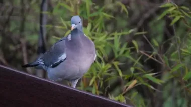 Yetişkin Woodpigeon şehir bahçesinde yiyecek arıyor..