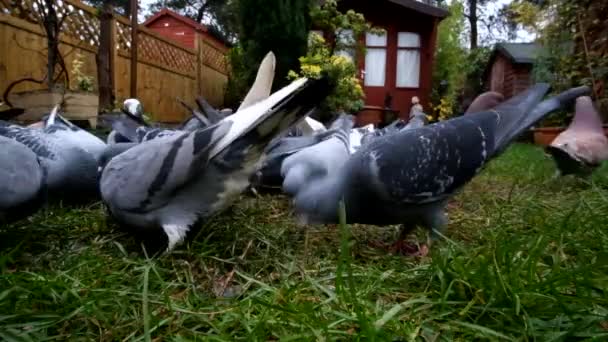 Gołębie Łąkowe Columba Livia Domestica Zwane Także Gołębiami Miejskimi Gołębiami — Wideo stockowe
