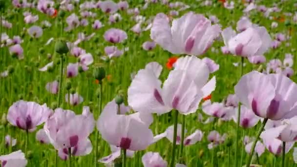 Field Cultivated Medical Poppies Controlled Production Opiate Based Drugs — Stock Video