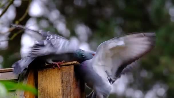 Woedende Duiven Columba Livia Domestica Ook Wel Stadsduiven Stadsduiven Straatduiven — Stockvideo